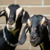 Goatham City: A Herd Of Goats Will Munch On Riverside Park All Summer